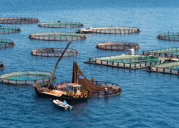 Οι Τούρκοι «ψαράδες» κερδίζουν τη μάχη της τσιπούρας στο Αιγαίο