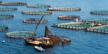 Alldaynews.gr Οι Τούρκοι «ψαράδες» κερδίζουν τη μάχη της τσιπούρας στο Αιγαίο