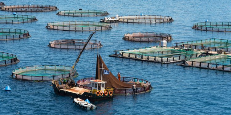 Alldaynews.gr Οι Τούρκοι «ψαράδες» κερδίζουν τη μάχη της τσιπούρας στο Αιγαίο