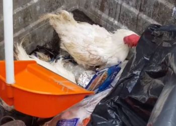 Κτηνωδία στους Αγίους Θεοδώρους: Έδεσε και πέταξε στα σκουπίδια ζωντανές κότες (video)