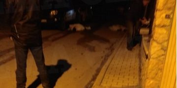 Βοιωτία: Για μια πινακίδα έγινε το φονικό με θύματα πατέρα και γιο[Σοκαριστικές Εικόνες]