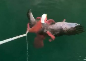 Αετός εναντίον Χταποδιού: Φονική μάχη μέχρις εσχάτων[video]