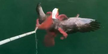 Αετός εναντίον Χταποδιού: Φονική μάχη μέχρις εσχάτων[video]