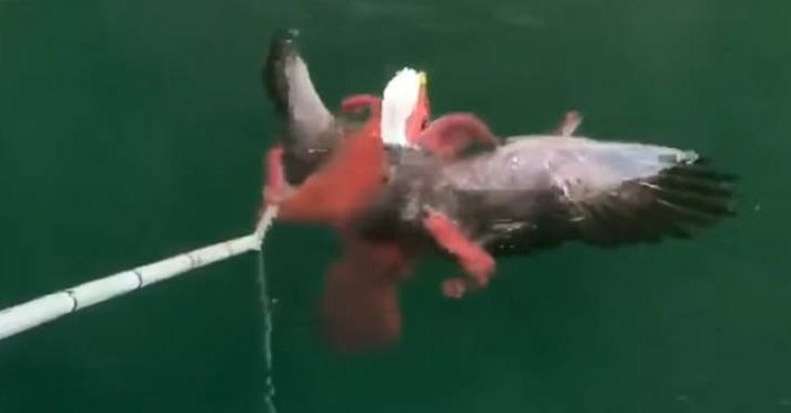 Αετός εναντίον Χταποδιού: Φονική μάχη μέχρις εσχάτων[video]