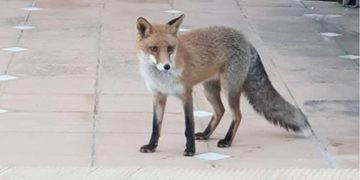 Alldaynews.gr Πήλιο: Αλεπού επιτέθηκε σε πεντάχρονο κορίτσι