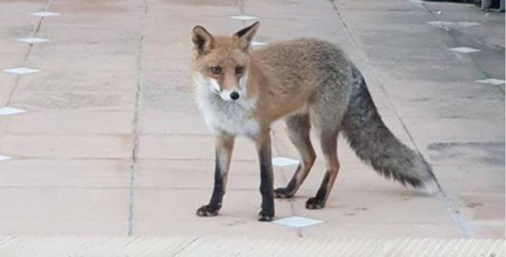 Alldaynews.gr Πήλιο: Αλεπού επιτέθηκε σε πεντάχρονο κορίτσι