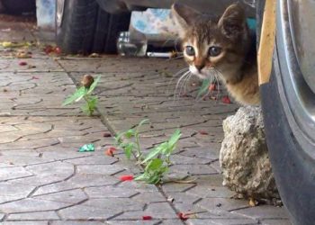 Θεσσαλονίκη: “Έγδυναν” οδηγούς λέγοντας ότι παρατρίχα θα πατούσαν γατάκι