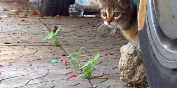 Θεσσαλονίκη: “Έγδυναν” οδηγούς λέγοντας ότι παρατρίχα θα πατούσαν γατάκι