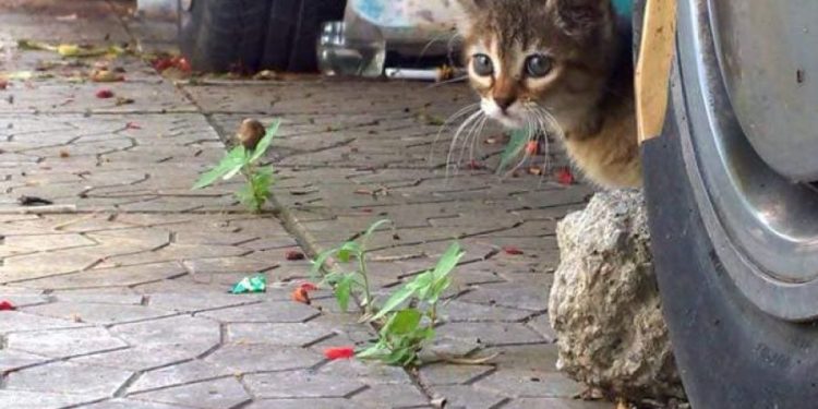 Θεσσαλονίκη: “Έγδυναν” οδηγούς λέγοντας ότι παρατρίχα θα πατούσαν γατάκι