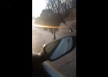 Η τρομακτική στιγμή που τεράστια άλκη επιτίθεται με τα κέρατά της σε εν κινήσει αυτοκίνητο (vid)
