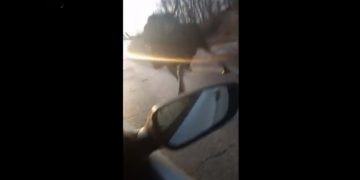 Alldaynews.gr Η τρομακτική στιγμή που τεράστια άλκη επιτίθεται με τα κέρατά της σε εν κινήσει αυτοκίνητο (vid)