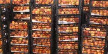 Alldaynews.gr Χειροπέδες σε 64χρονο για απάτη – Κατόρθωσε να πάρει 18 τόνους φρούτα από συνεταιρισμό της Λάρισας!