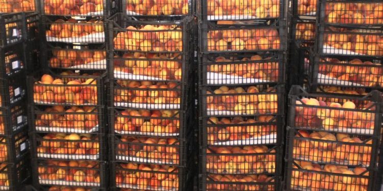 Alldaynews.gr Χειροπέδες σε 64χρονο για απάτη – Κατόρθωσε να πάρει 18 τόνους φρούτα από συνεταιρισμό της Λάρισας!