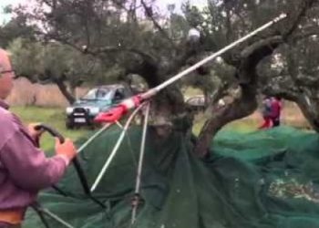 Βίντεο: Αγρότης από τα Κύθηρα έφτιαξε πατέντα για να κάνει «παιχνιδάκι» το μάζεμα των ελιών