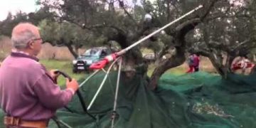 Alldaynews.gr Βίντεο: Αγρότης από τα Κύθηρα έφτιαξε πατέντα για να κάνει «παιχνιδάκι» το μάζεμα των ελιών