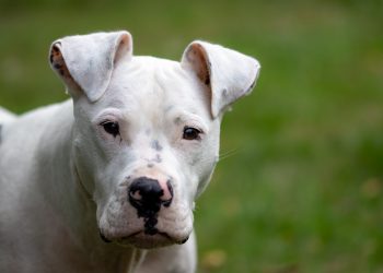 Βόλος: Πιτ μπουλ επιτέθηκε και δάγκωσε ταχυδρόμο – Τον έστειλε στο νοσοκομείο