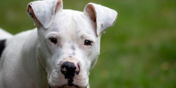 Alldaynews.gr Βόλος: Πιτ μπουλ επιτέθηκε και δάγκωσε ταχυδρόμο – Τον έστειλε στο νοσοκομείο