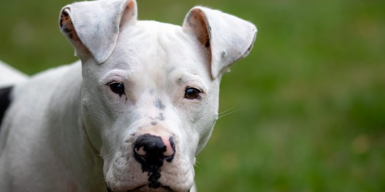 Alldaynews.gr Βόλος: Πιτ μπουλ επιτέθηκε και δάγκωσε ταχυδρόμο – Τον έστειλε στο νοσοκομείο