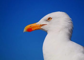Πάρος: Τραυματισμένος γλάρος πήγε μόνος του στο νοσοκομείο (pics)