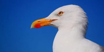 Alldaynews.gr Πάρος: Τραυματισμένος γλάρος πήγε μόνος του στο νοσοκομείο (pics)