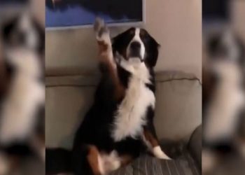 Η απίστευτη αντίδραση σκύλου που έκανε άνω κάτω αυτό το σπίτι – Το βίντεο που ξεπερνά τις 11.000.000 προβολές!