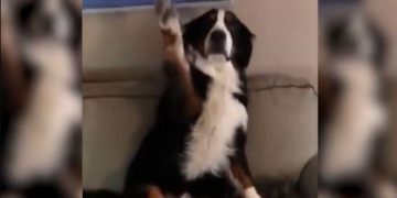 Alldaynews.gr Η απίστευτη αντίδραση σκύλου που έκανε άνω κάτω αυτό το σπίτι – Το βίντεο που ξεπερνά τις 11.000.000 προβολές!