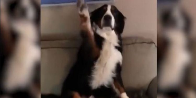 Alldaynews.gr Η απίστευτη αντίδραση σκύλου που έκανε άνω κάτω αυτό το σπίτι – Το βίντεο που ξεπερνά τις 11.000.000 προβολές!