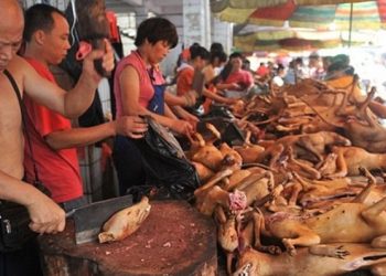 Φρίκη!  Οι Κινέζοι τρώνε ωμά φίδια, σκύλους και γάτες