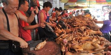 Alldaynews.gr Φρίκη! Οι Κινέζοι τρώνε ωμά φίδια, σκύλους και γάτες