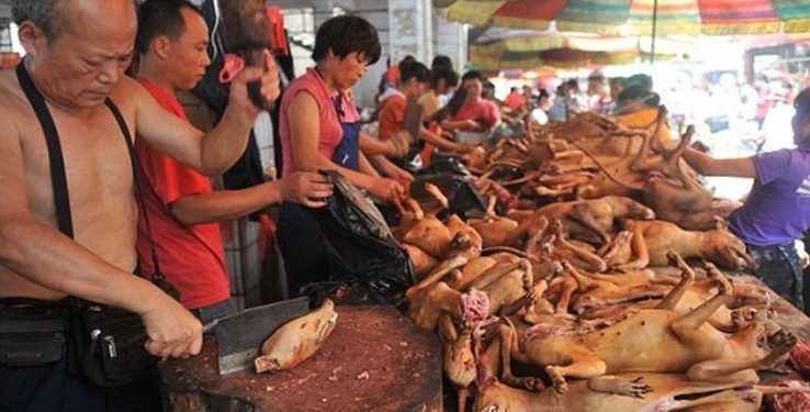 Alldaynews.gr Φρίκη! Οι Κινέζοι τρώνε ωμά φίδια, σκύλους και γάτες