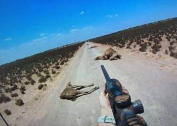 Αυστραλία: Ξεκίνησαν Να Πυροβολούν Και Να Σκοτώνουν Τις Καμήλες Επειδή Καταναλώνουν Πολύ Νερό