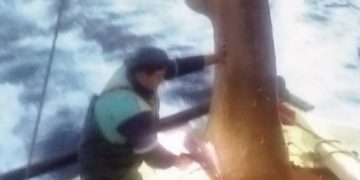 Alldaynews.gr Σκιάθος: Στα δίχτυα των ψαράδων ένα “θηρίο” 400 κιλών! Το ύψος του ξεπερνούσε τα 5 μέτρα