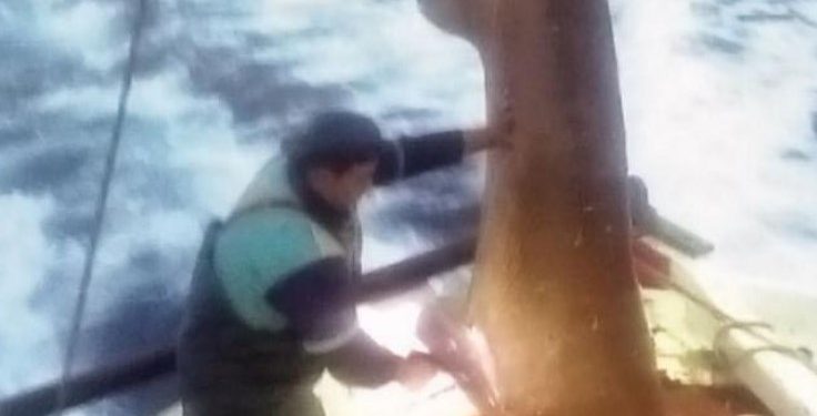 Alldaynews.gr Σκιάθος: Στα δίχτυα των ψαράδων ένα “θηρίο” 400 κιλών! Το ύψος του ξεπερνούσε τα 5 μέτρα