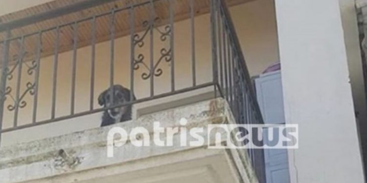 Έφυγε για 10 μέρες και άφησε τον σκύλο στο μπαλκόνι – Γείτονες και πυροσβέστες έσωσαν το ζώο
