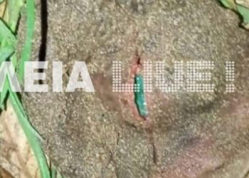 Μυρσίνη: Το “εξωγήινο” πλάσμα που τρόμαξε τον κόσμο[photos]