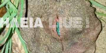 Μυρσίνη: Το “εξωγήινο” πλάσμα που τρόμαξε τον κόσμο[photos]