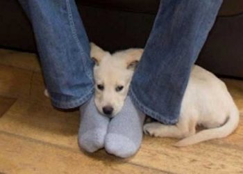 Μήπως ο σκύλος σας έρχεται και κάθεται συχνά ανάμεσα στα πόδια σας; Δείτε τι σημαίνει