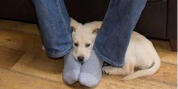 Alldaynews.gr Μήπως ο σκύλος σας έρχεται και κάθεται συχνά ανάμεσα στα πόδια σας; Δείτε τι σημαίνει