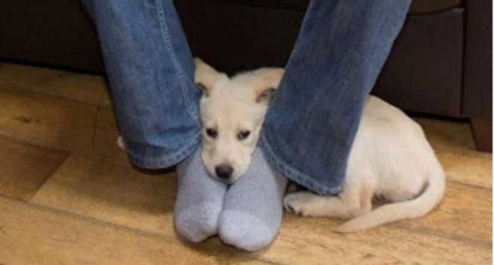 Alldaynews.gr Μήπως ο σκύλος σας έρχεται και κάθεται συχνά ανάμεσα στα πόδια σας; Δείτε τι σημαίνει