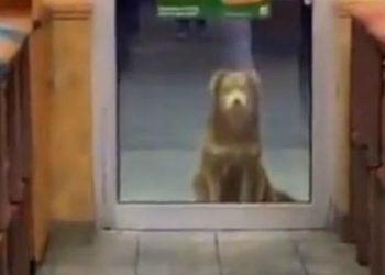 Αδέσποτο σκυλί περιμένει κάθε βράδυ σε σαντουιτσάδικο για να φάει[video]