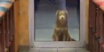 Αδέσποτο σκυλί περιμένει κάθε βράδυ σε σαντουιτσάδικο για να φάει[video]