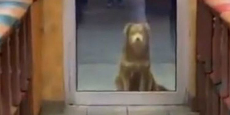 Αδέσποτο σκυλί περιμένει κάθε βράδυ σε σαντουιτσάδικο για να φάει[video]