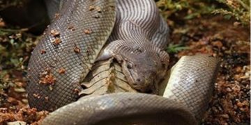 Alldaynews.gr Σπάνια ασθένεια έχει μετατρέψει ένα 10χρονο σε «φίδι» – ΣΚΛΗΡΕΣ ΕΙΚΟΝΕΣ