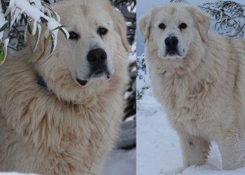 Ελληνικός ποιμενικός: Η Αρχαία ελληνική ράτσα που περιμένει εδώ και δεκαετίες επίσημη αναγνώριση