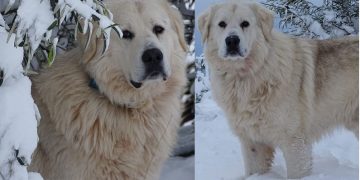 Alldaynews.gr Ελληνικός ποιμενικός: Η Αρχαία ελληνική ράτσα που περιμένει εδώ και δεκαετίες επίσημη αναγνώριση