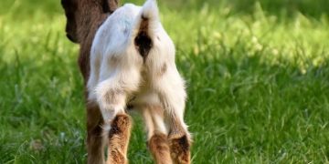 Σοκαριστικό!! Κατσικάκι γεννήθηκε με ανθρώπινο πρόσωπο![photos]