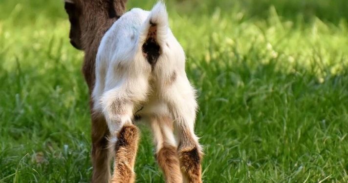 Σοκαριστικό!! Κατσικάκι γεννήθηκε με ανθρώπινο πρόσωπο![photos]