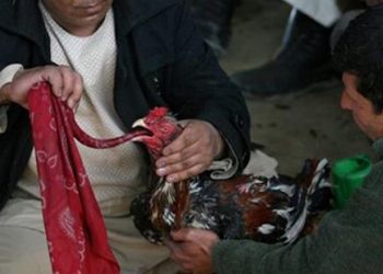 Κόκορας Σκότωσε τον άνδρα που τον πήγαινε σε κοκορομαχίες