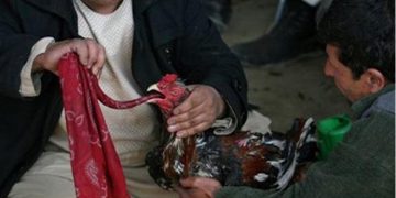 Alldaynews.gr Κόκορας Σκότωσε τον άνδρα που τον πήγαινε σε κοκορομαχίες