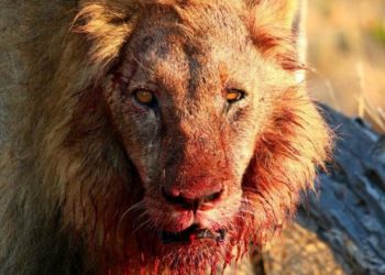 Αγέλη λιονταριών κατασπάραξε άνδρα! Μόλις είδαν ποιος ήταν, «πάγωσαν» όλοι!